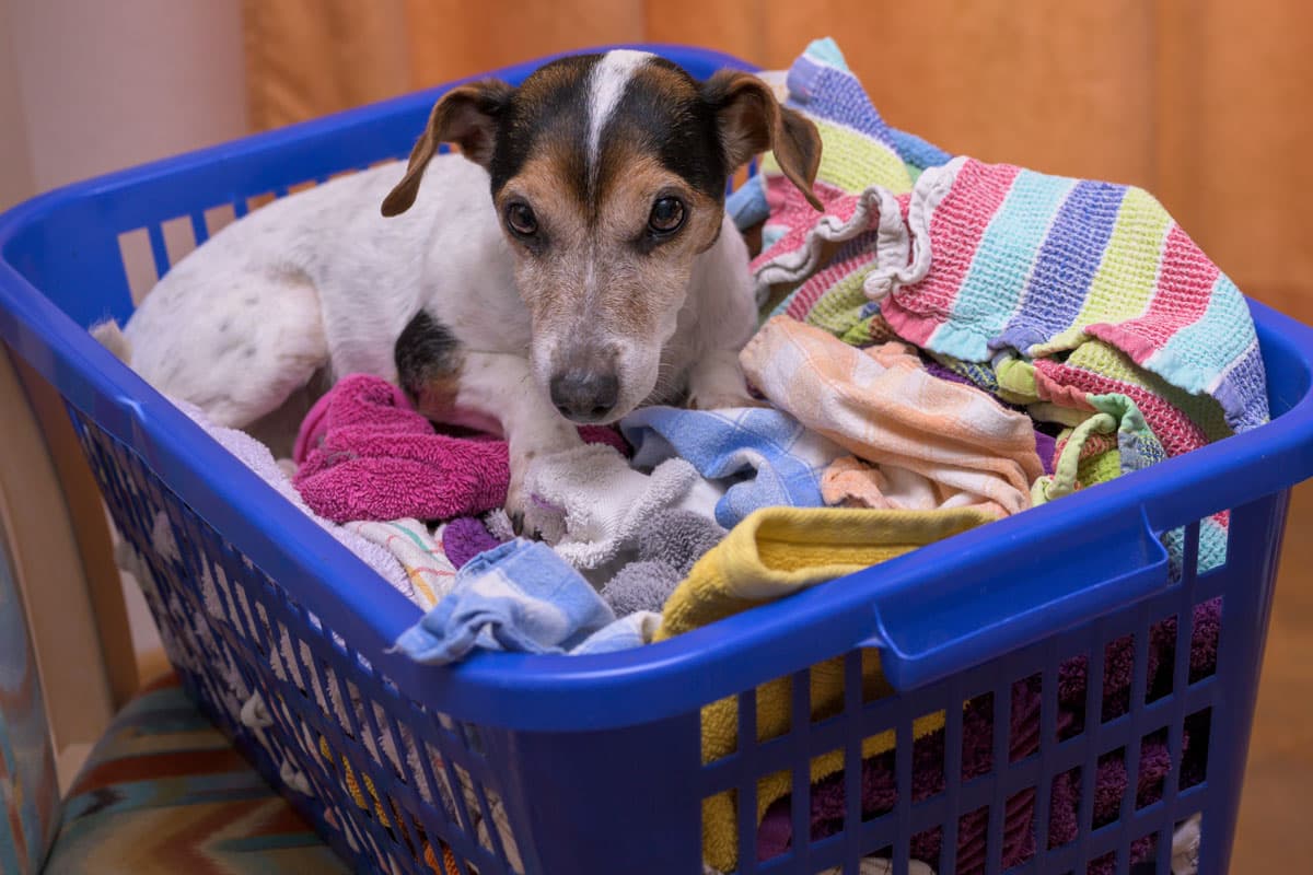 Cómo lavar la ropa de mi perro en la lavadora, Hacks, Mascotas, nnda, nnni, VIDA